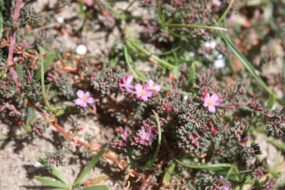 Week end in Puglia  X scoprire i fiori delle dune
