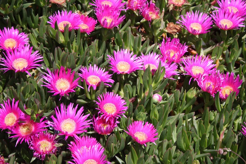 Week end in Puglia  X scoprire i fiori delle dune