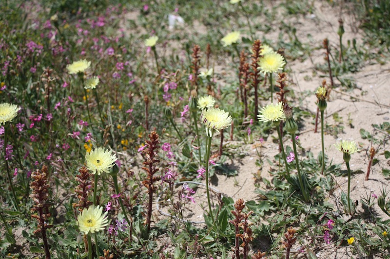 Week end in Puglia  X scoprire i fiori delle dune