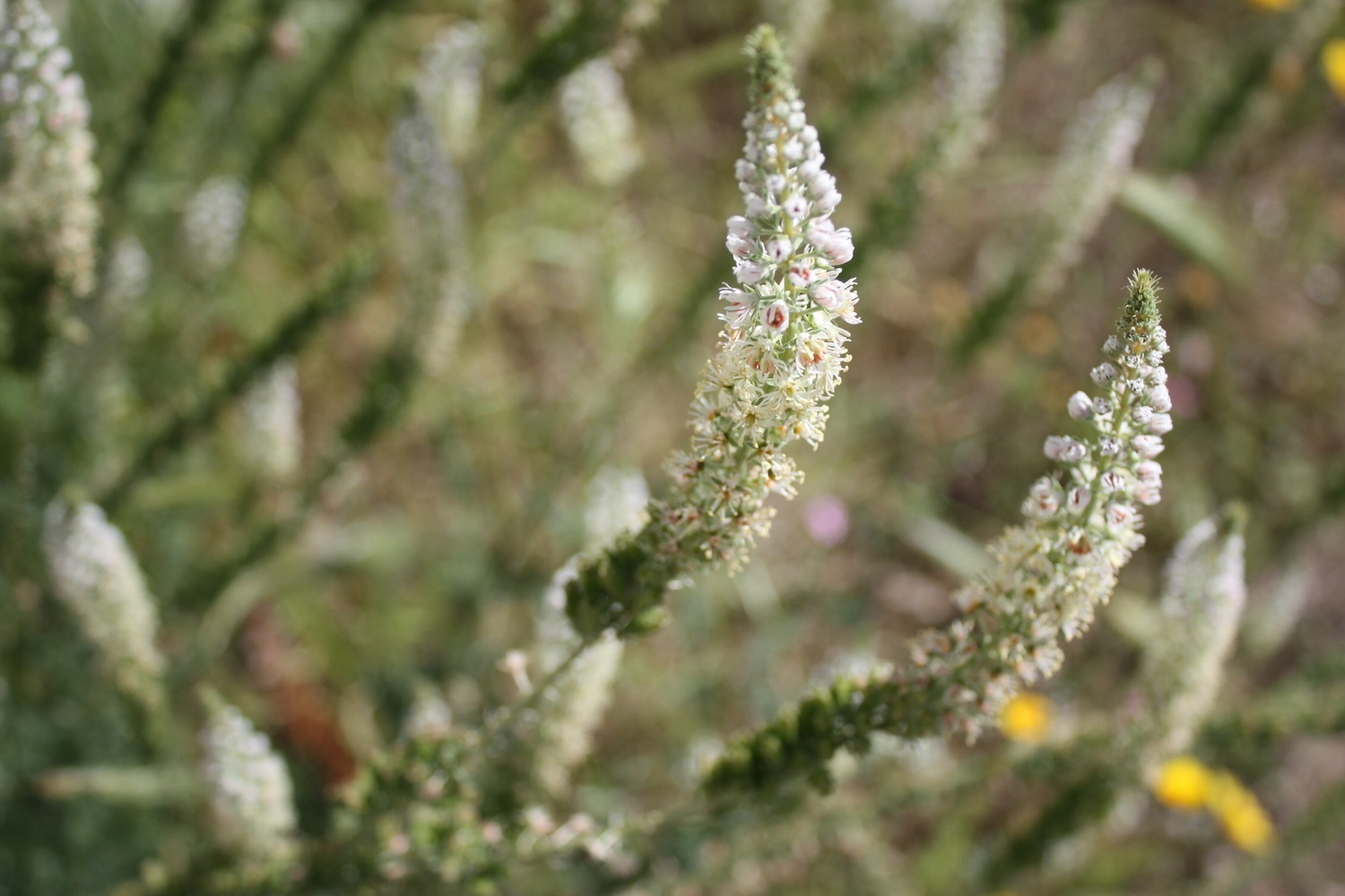 Week end in Puglia  X scoprire i fiori delle dune