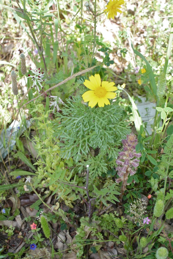 Week end in Puglia  X scoprire i fiori delle dune