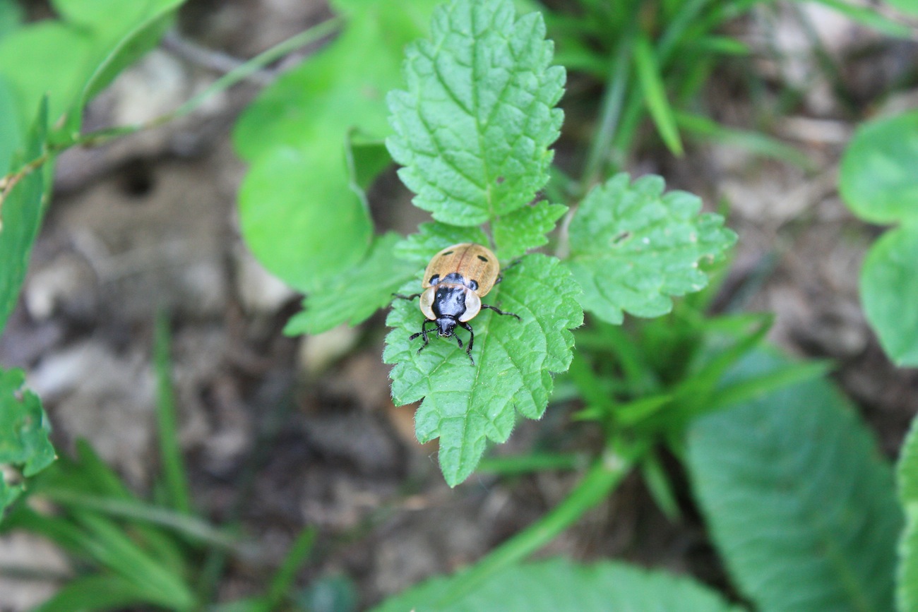 Dendroxena quadrimaculata (Silphidae)