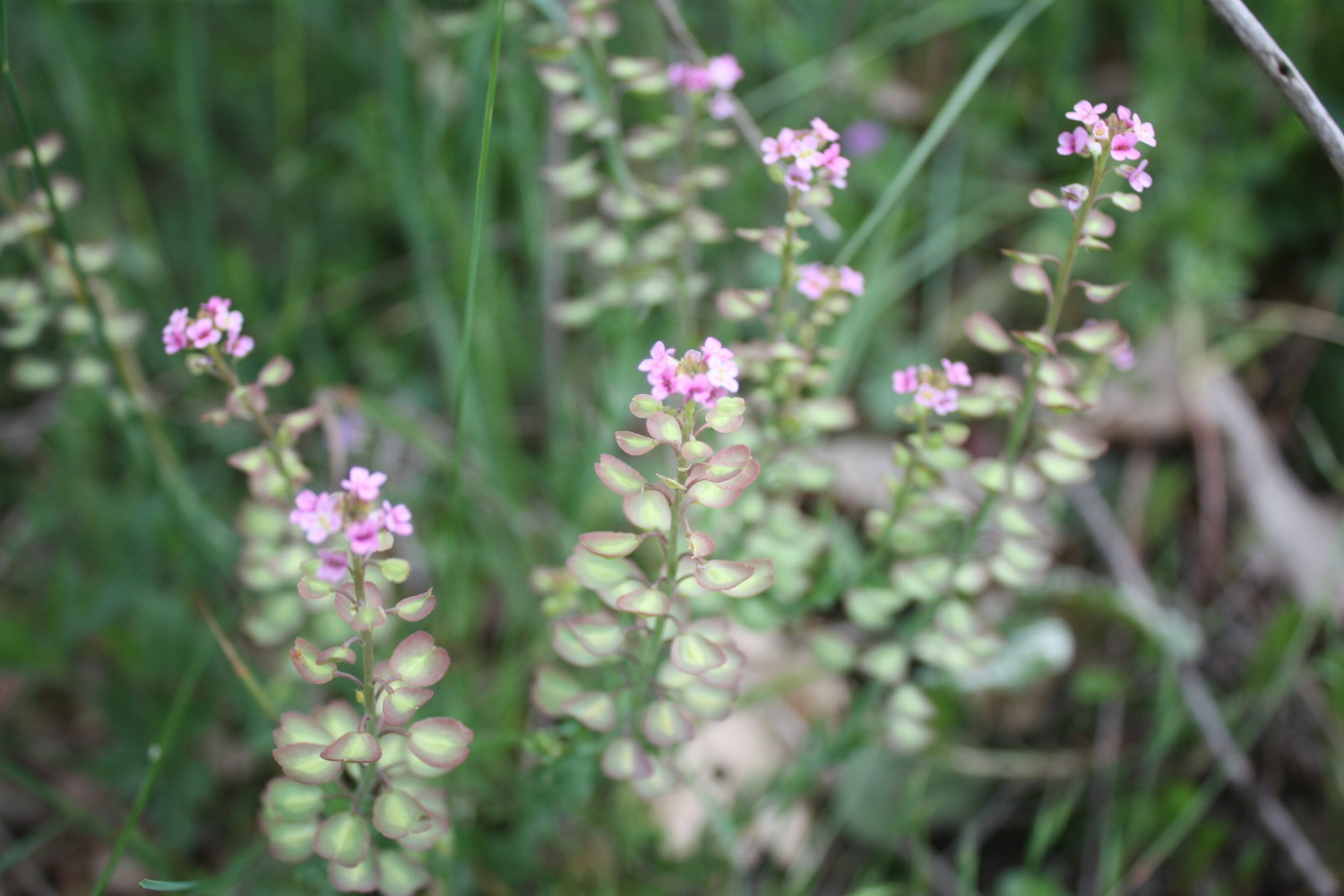 Aethionema saxatile / Erba storna carnicina