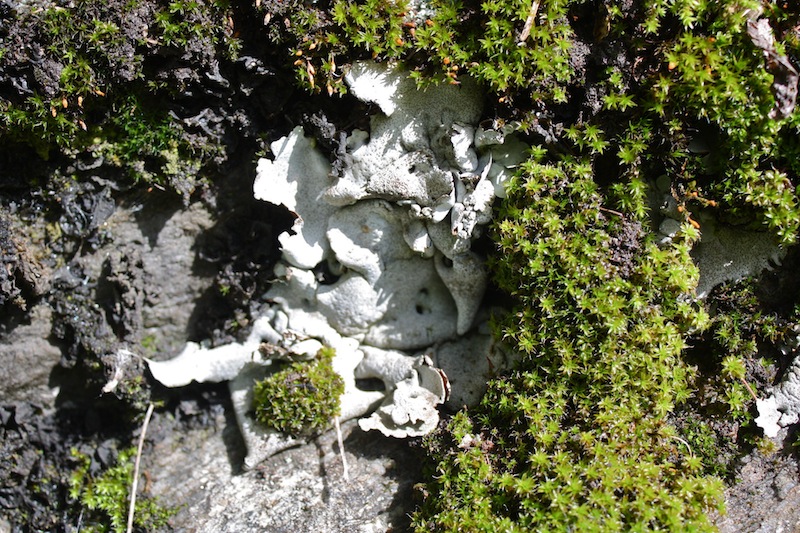 licheni trovati a gressoney 1300 mt.