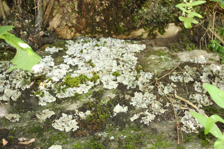 licheni trovati a gressoney 1300 mt.