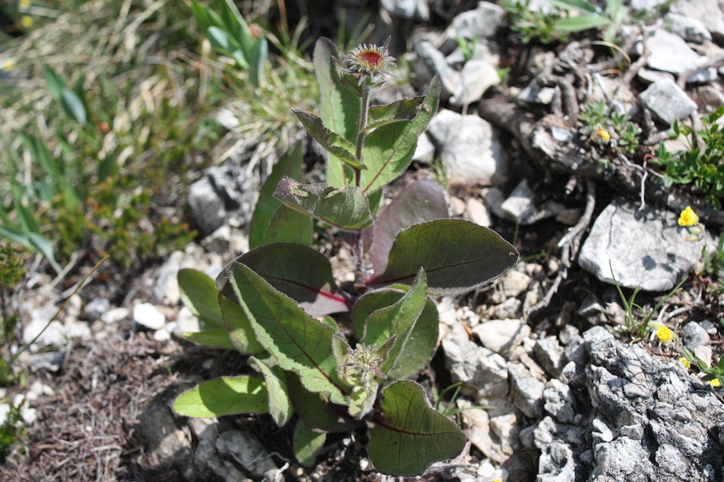 Xerolekia speciosissima / Erba regina