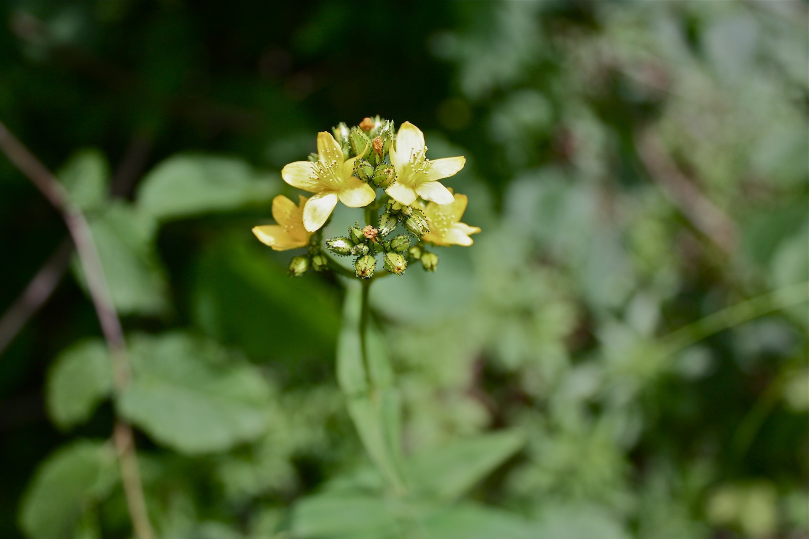 Hypericum montanum / Iperico montano