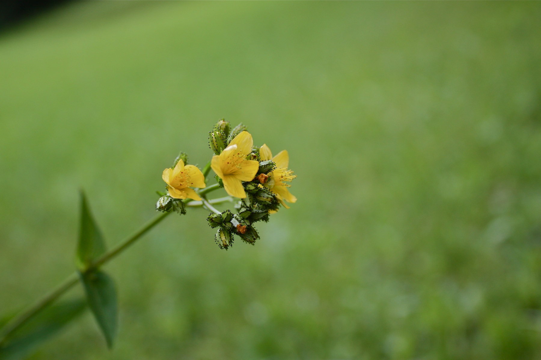 Hypericum montanum / Iperico montano