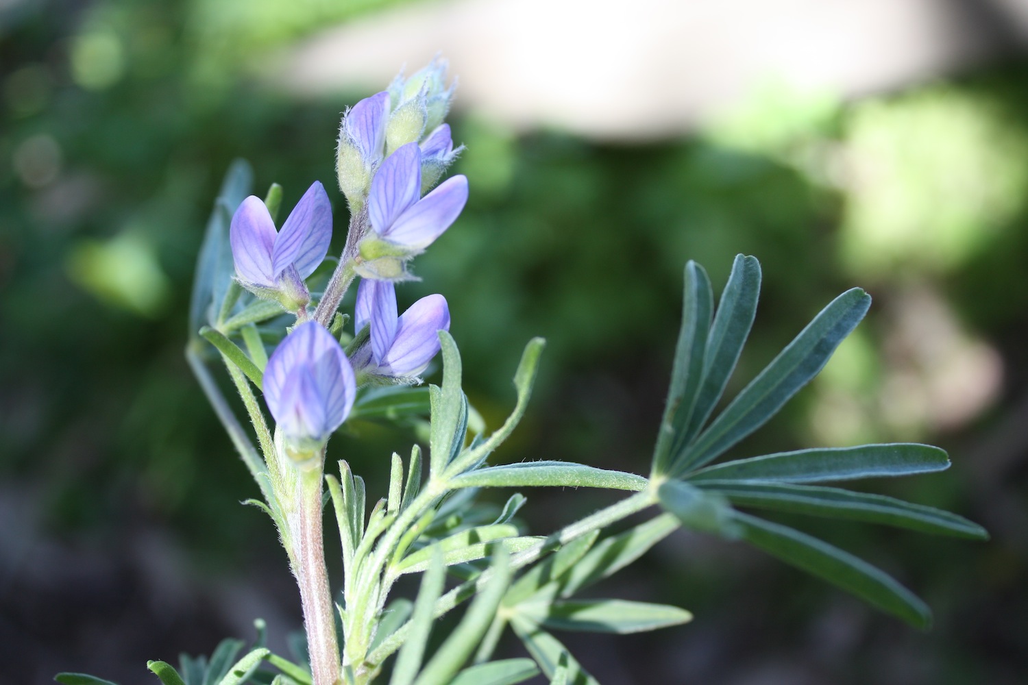 Lupinus angustifolius