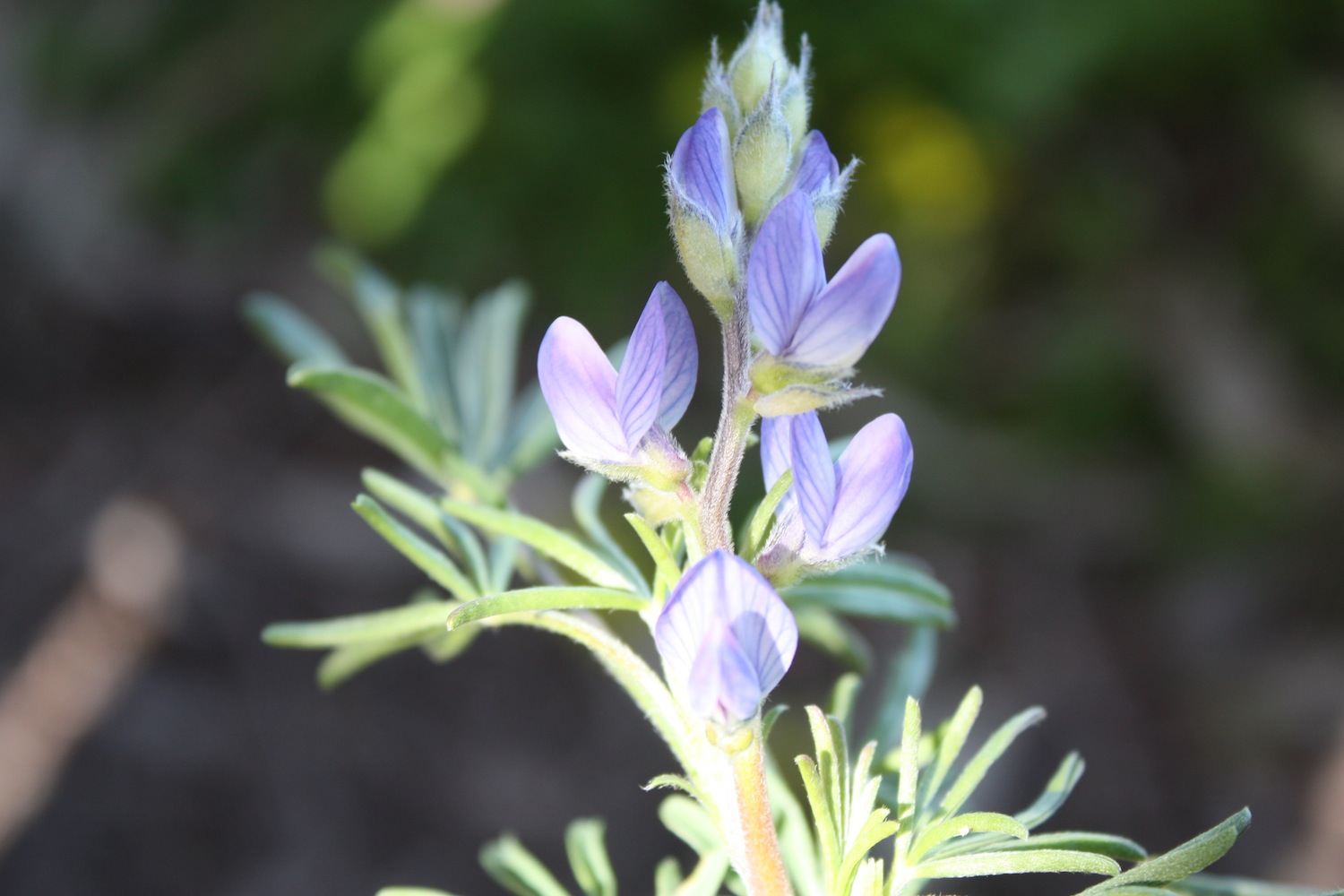 Lupinus angustifolius