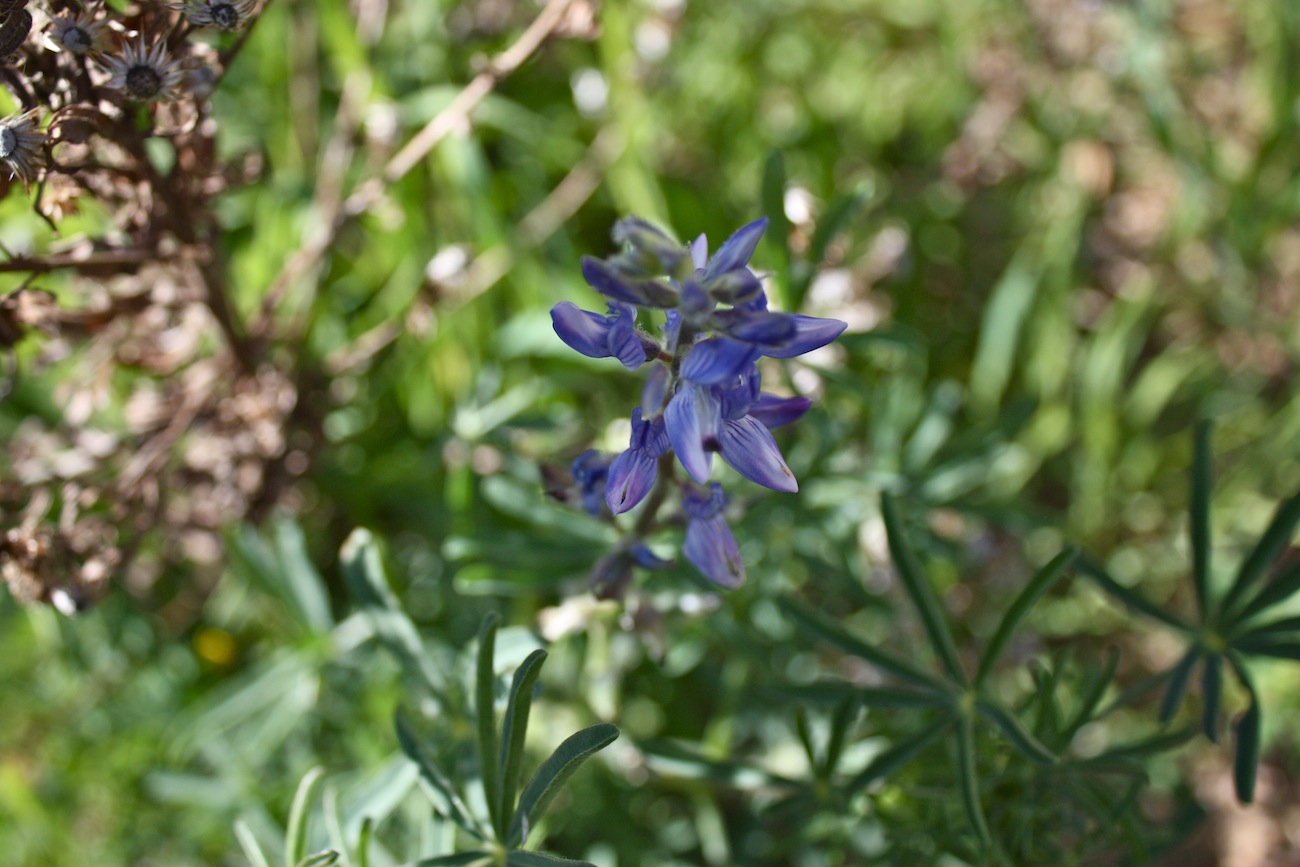 Lupinus angustifolius