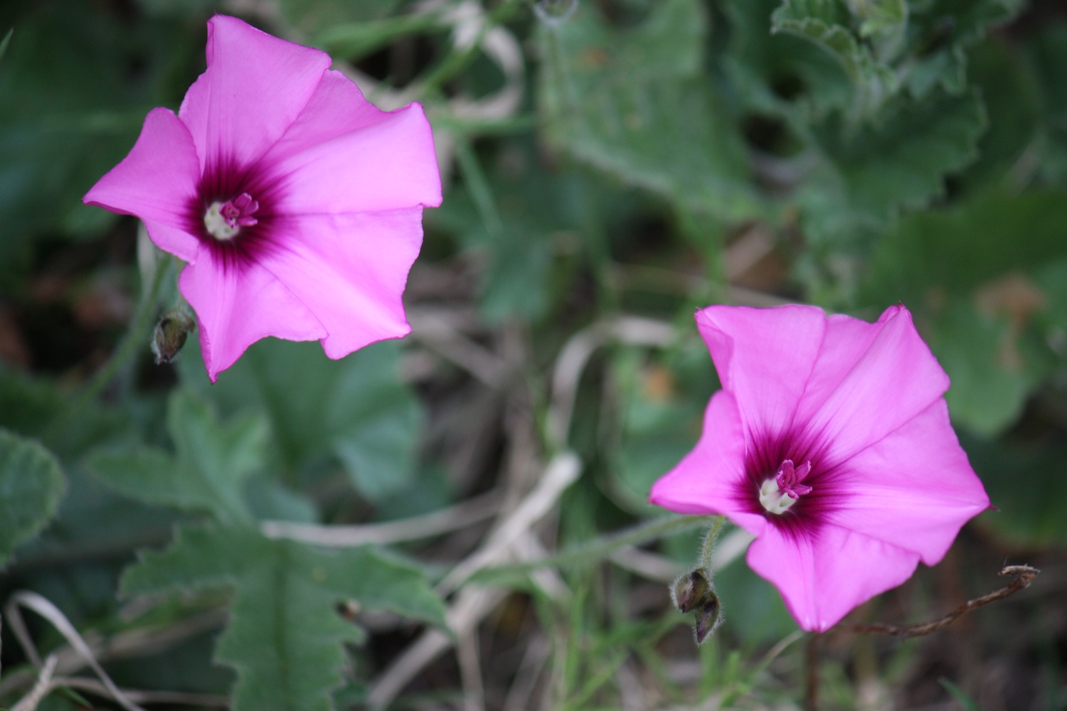 Convolvulus althaeoides