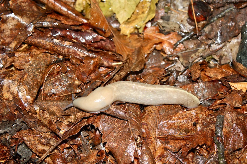 Limax aldrovandi Moquin-Tandon 1855 da Cerignale (PC)