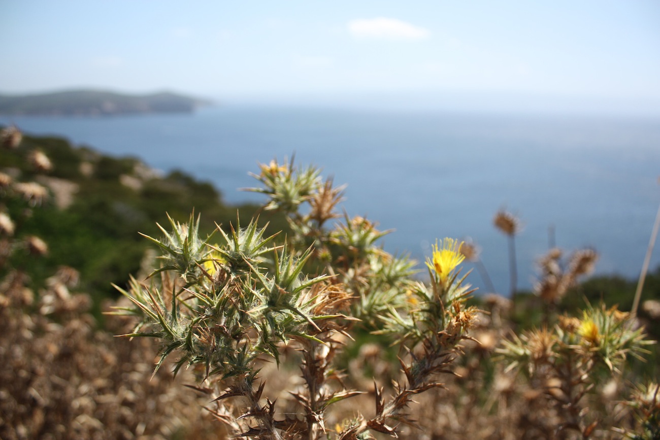 Carthamus lanatus