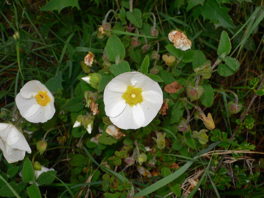 Cistus salvifolius / Cisto femmina