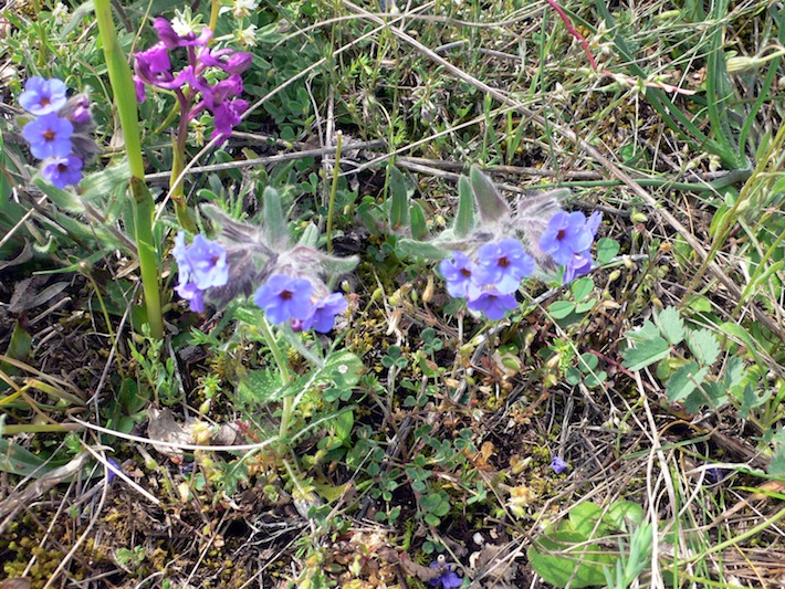 Alkanna tinctoria