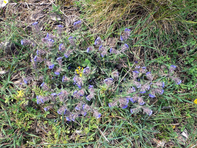 Alkanna tinctoria