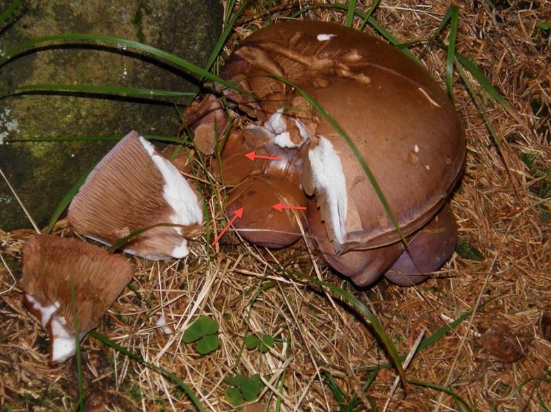 Sembrava uno solo, invece...