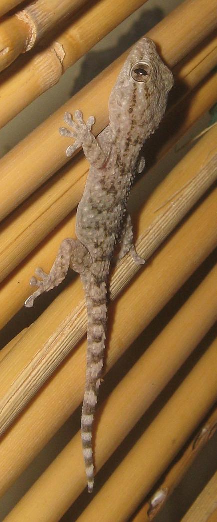Tarentola Mauretanica + Hemidactylus turcicus
