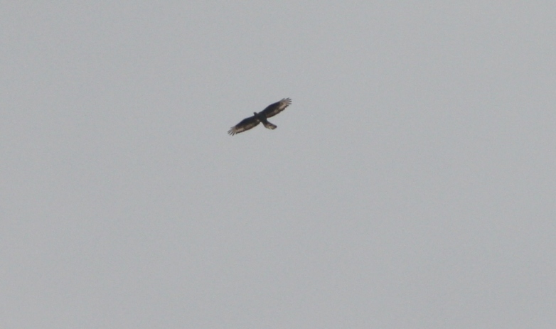 Poiana o falco pecchiaiolo?