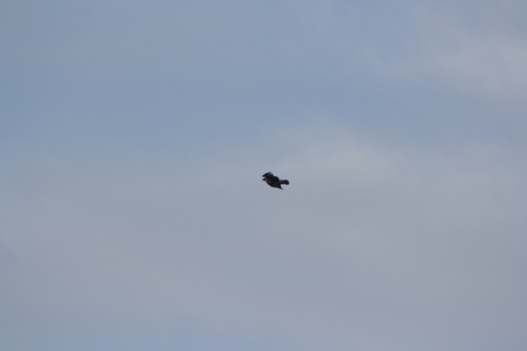 Rapace da identificare