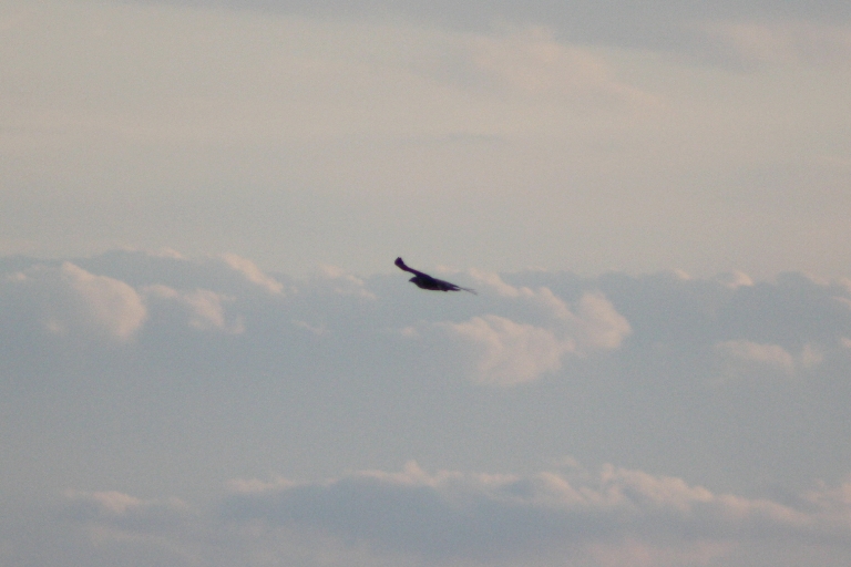 Rapace da identificare