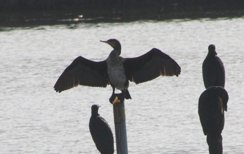 Cormorano col petto bianco