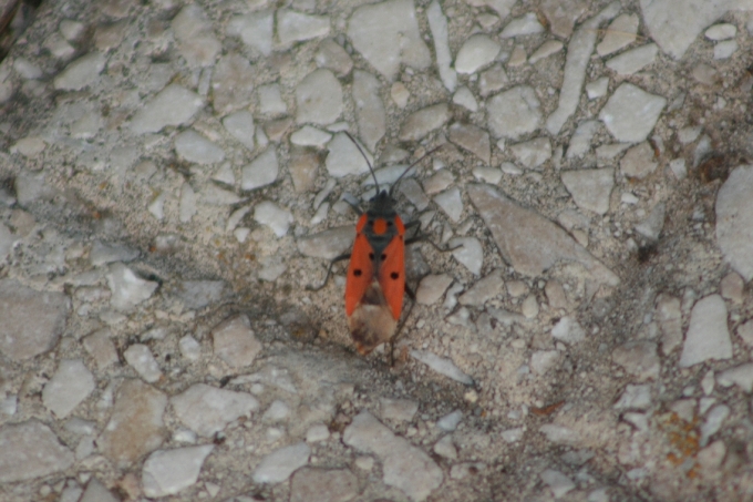 Identificazione