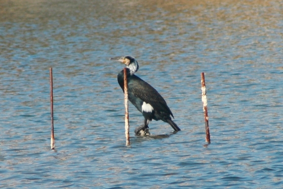 Cormorano col petto bianco