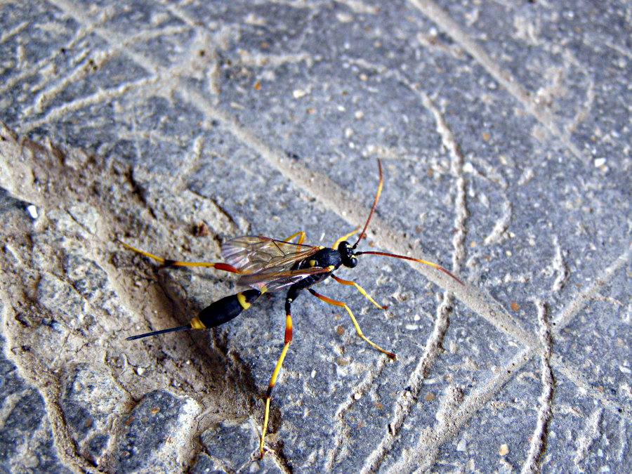 Acroricnus seductor vs... Sceliphron caementarium?