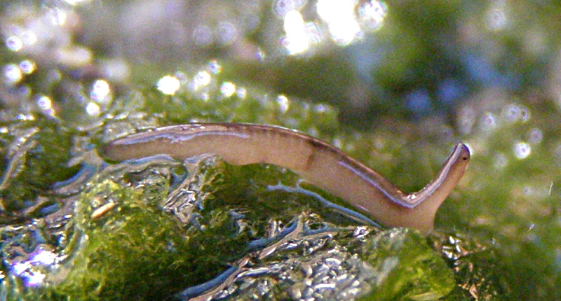 PLATYHELMINTHES:   Geoplanidae: Microplana terrestris