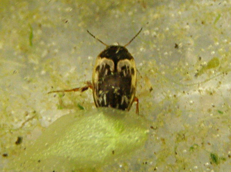 Dytiscidae da Bastia: Hydroporus tessellatus?