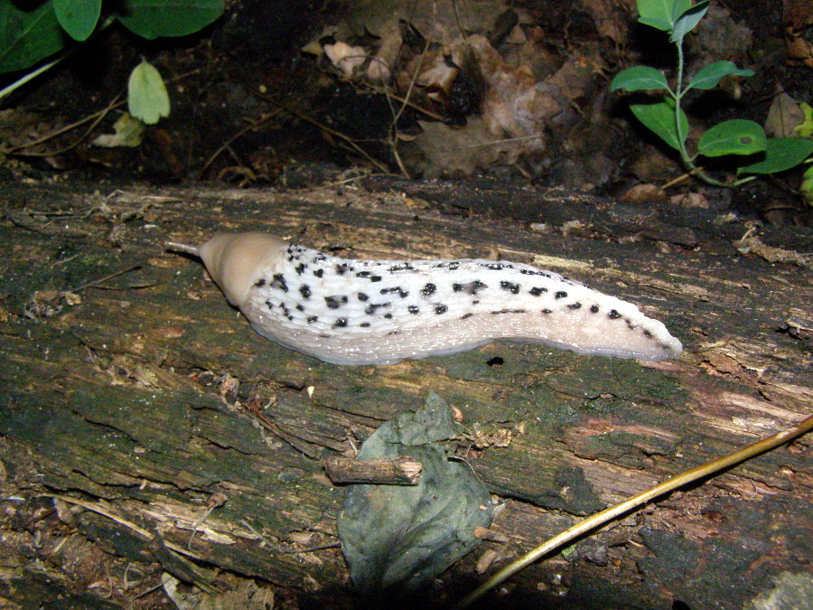 Limax aldrovandi Moquin-Tandon 1855 delle colline forlivesi