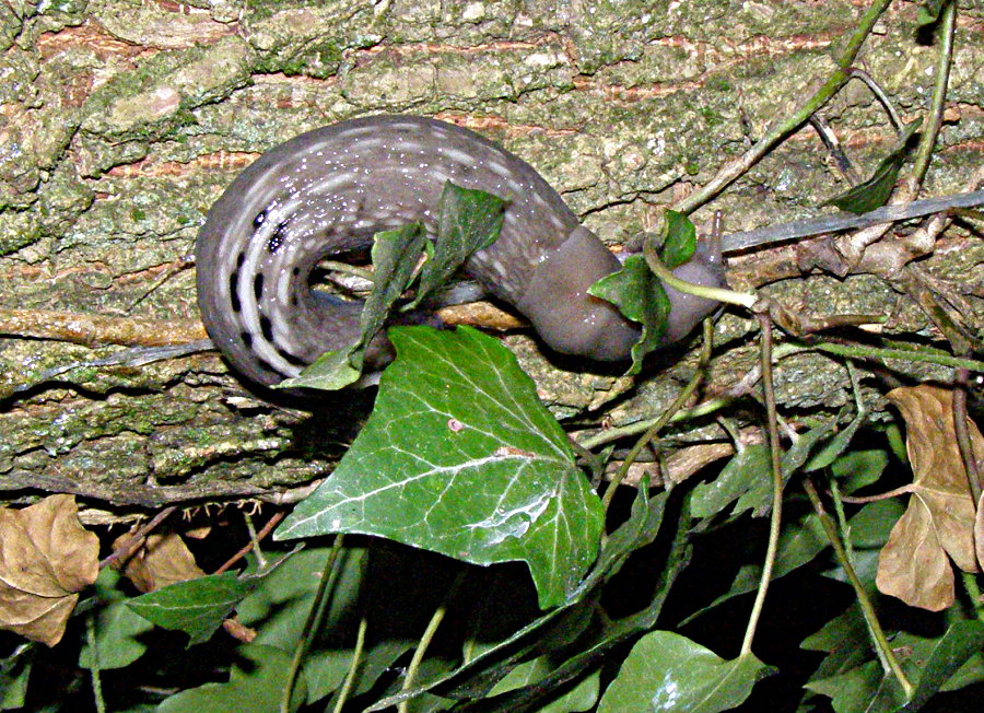 Limax aldrovandi Moquin-Tandon 1855 delle colline forlivesi