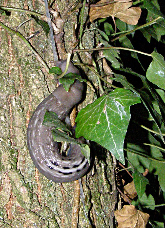 Limax aldrovandi Moquin-Tandon 1855 delle colline forlivesi