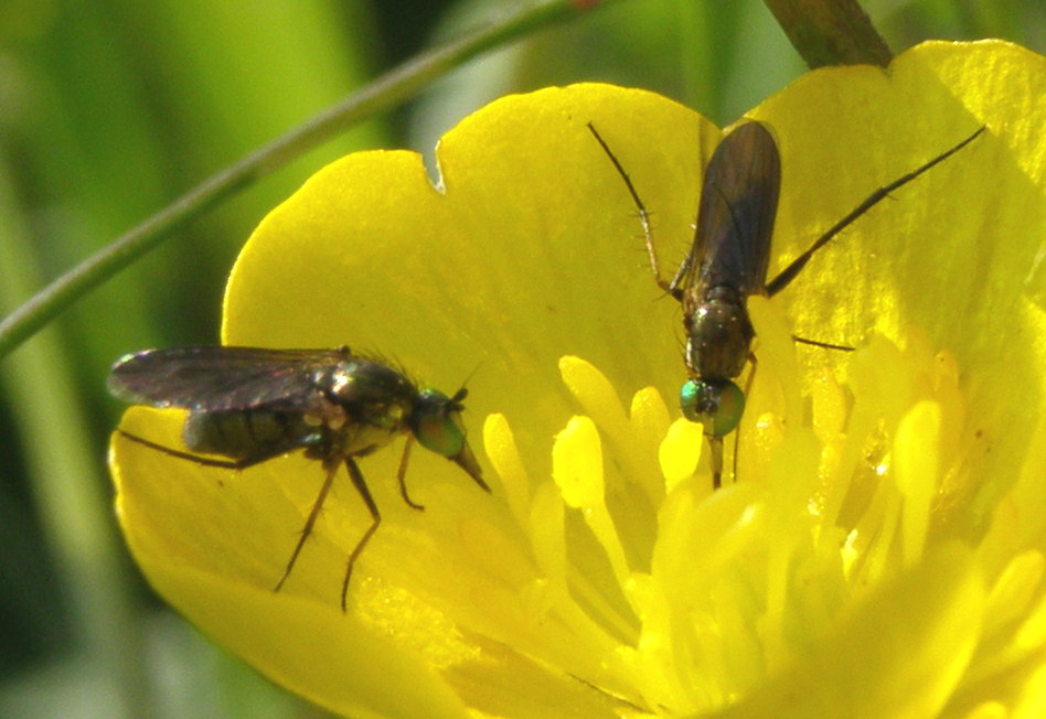 Con quegli occhi verdi: Dolichopodidae