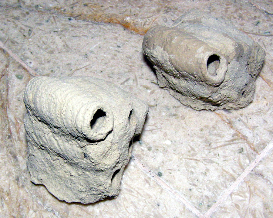 Acroricnus seductor vs... Sceliphron caementarium?