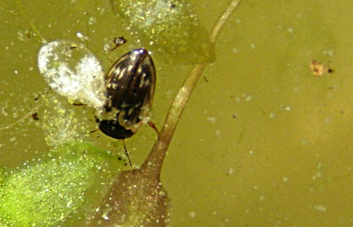 Dytiscidae da Bastia: Hydroporus tessellatus?