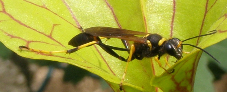 Acroricnus seductor vs... Sceliphron caementarium?