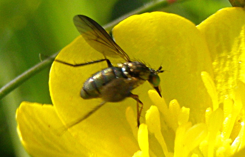 Con quegli occhi verdi: Dolichopodidae