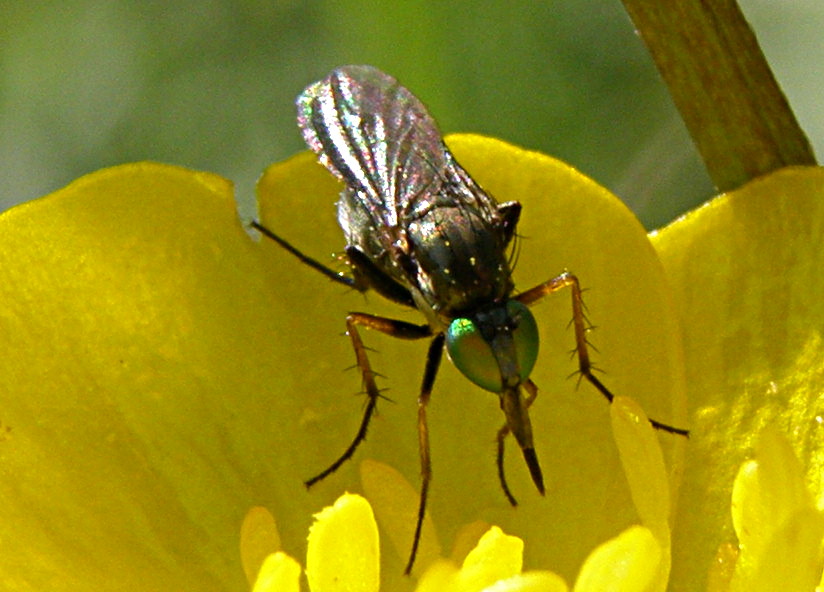 Con quegli occhi verdi: Dolichopodidae