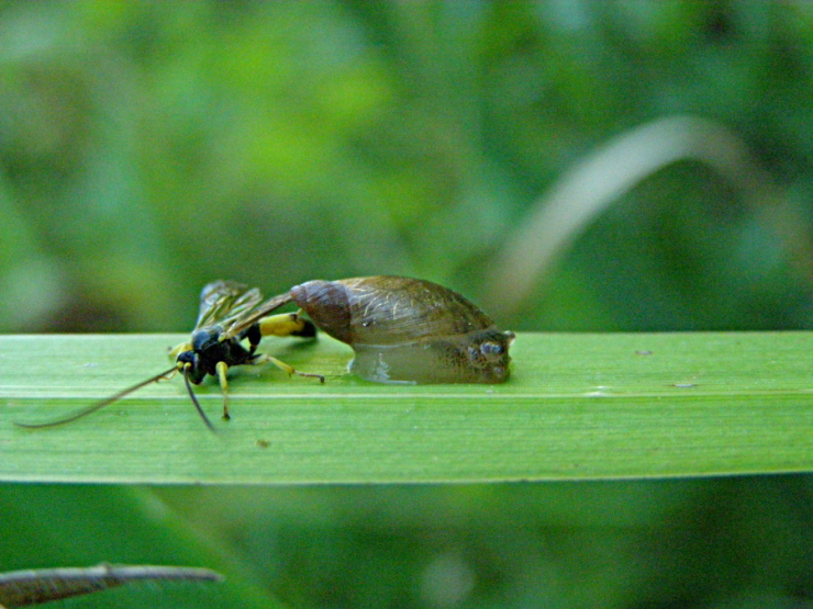 Cfr. Colpotrochia sp. contro Oxyloma elegans... mah?!