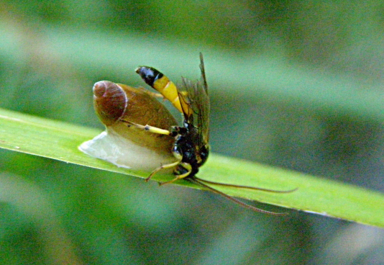 Cfr. Colpotrochia sp. contro Oxyloma elegans... mah?!