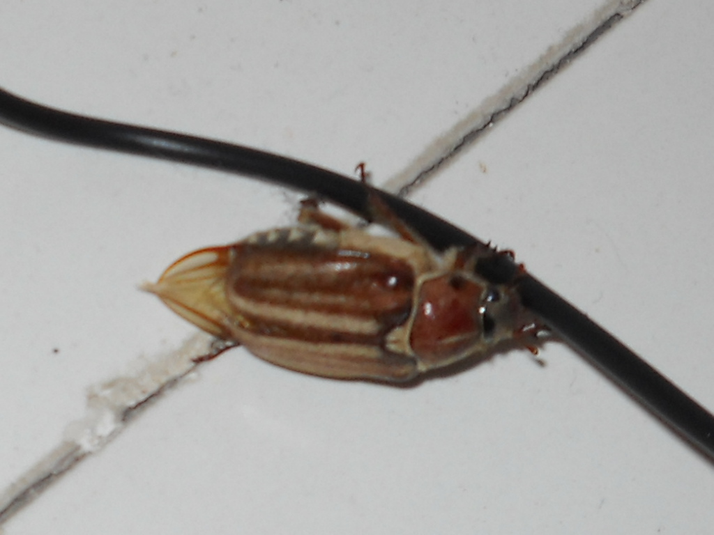 maggiolini: Anoxia matutinalis matutinalis