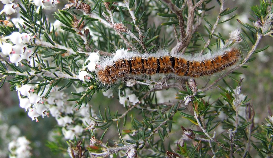 bruco su Erica - Lasiocampa (Lasiocampa) quercus