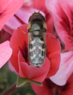 Scaeva pirastri