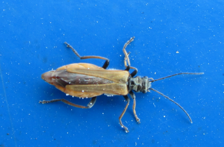 Oedemera simplex incinta?