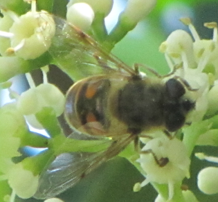 Identificazione Dittero.