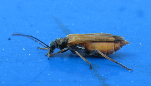 Oedemera simplex incinta?