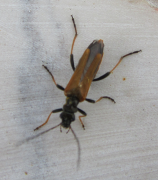 Identificazione Emittero Credo.....no, Coleoptera